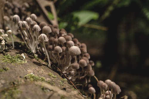 Free Brown Mushrooms Stock Photo