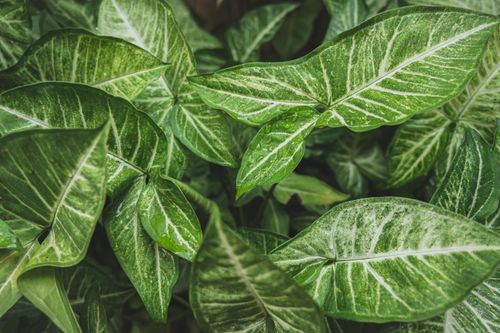 Free Detailed view of Syngonium leaves covered with raindrops, showcasing their vibrant green patterns. Stock Photo