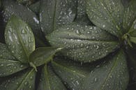 绿叶充满活力，覆盖着新鲜的水滴，营造出令人耳目一新的自然质感