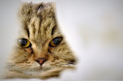 คลังภาพถ่ายฟรี ของ จ้องมอง, ดวงตาของแมว