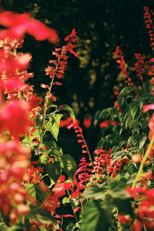 Free A beautiful array of red salvia flowers basking in warm sunlight, capturing the essence of nature's beauty. Stock Photo