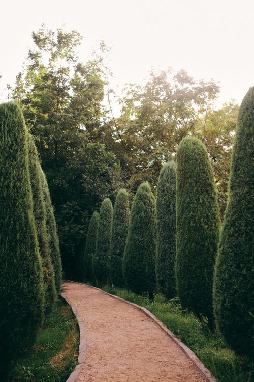Free A tranquil pathway lined with tall green trees creating a nature escape. Stock Photo