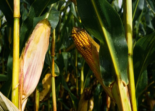 Free Vibrant corn ear and stalk in a German field during fall harvest season. Stock Photo