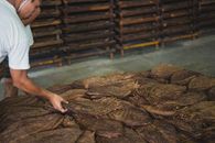 From above back view of anonymous ethnic male workers examining pile of tobacco near rows of wooden containers on cement floor in food factory