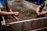 From above of crop unrecognizable female employees sorting and preparing tobacco while standing near big rectangular metal container in cigar fabric