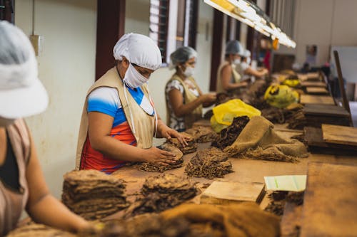 Empleados De Fábrica Irreconocibles Con Uniformes Haciendo Puros