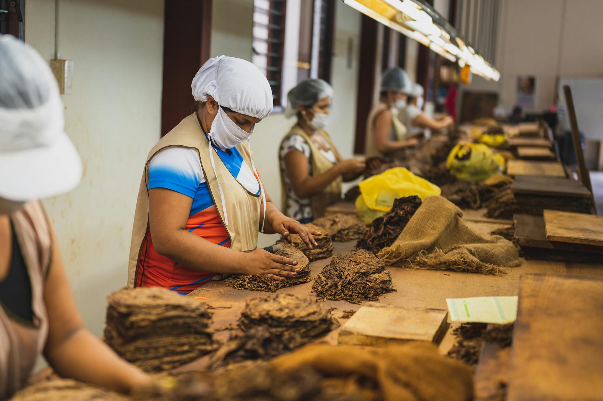 Side view of anonymous women in sterile caps and masks sorting out tobacco while standing at wooden table in cigar factory during work