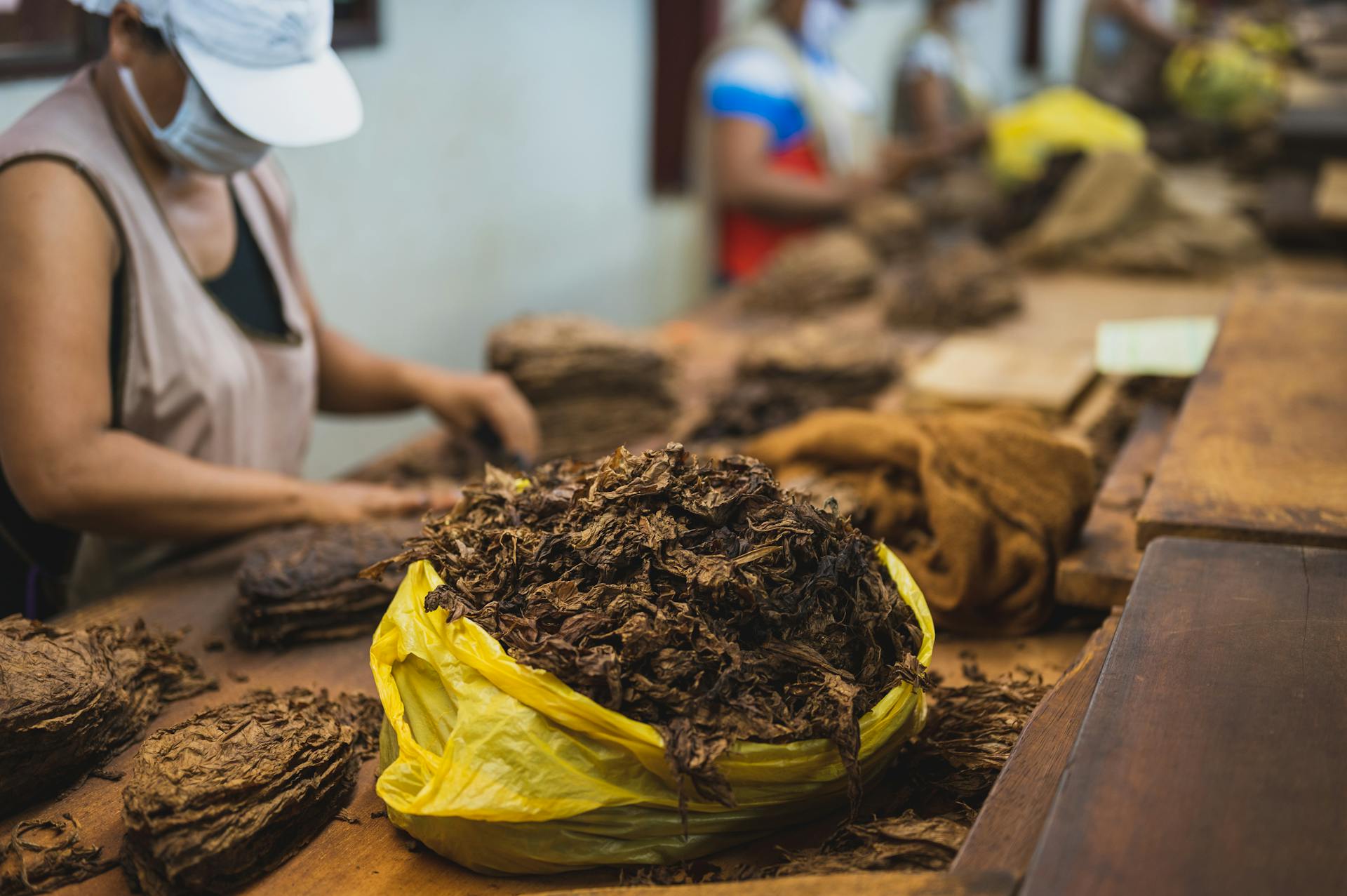 Faceless employees serving uncooked tobacco in factory