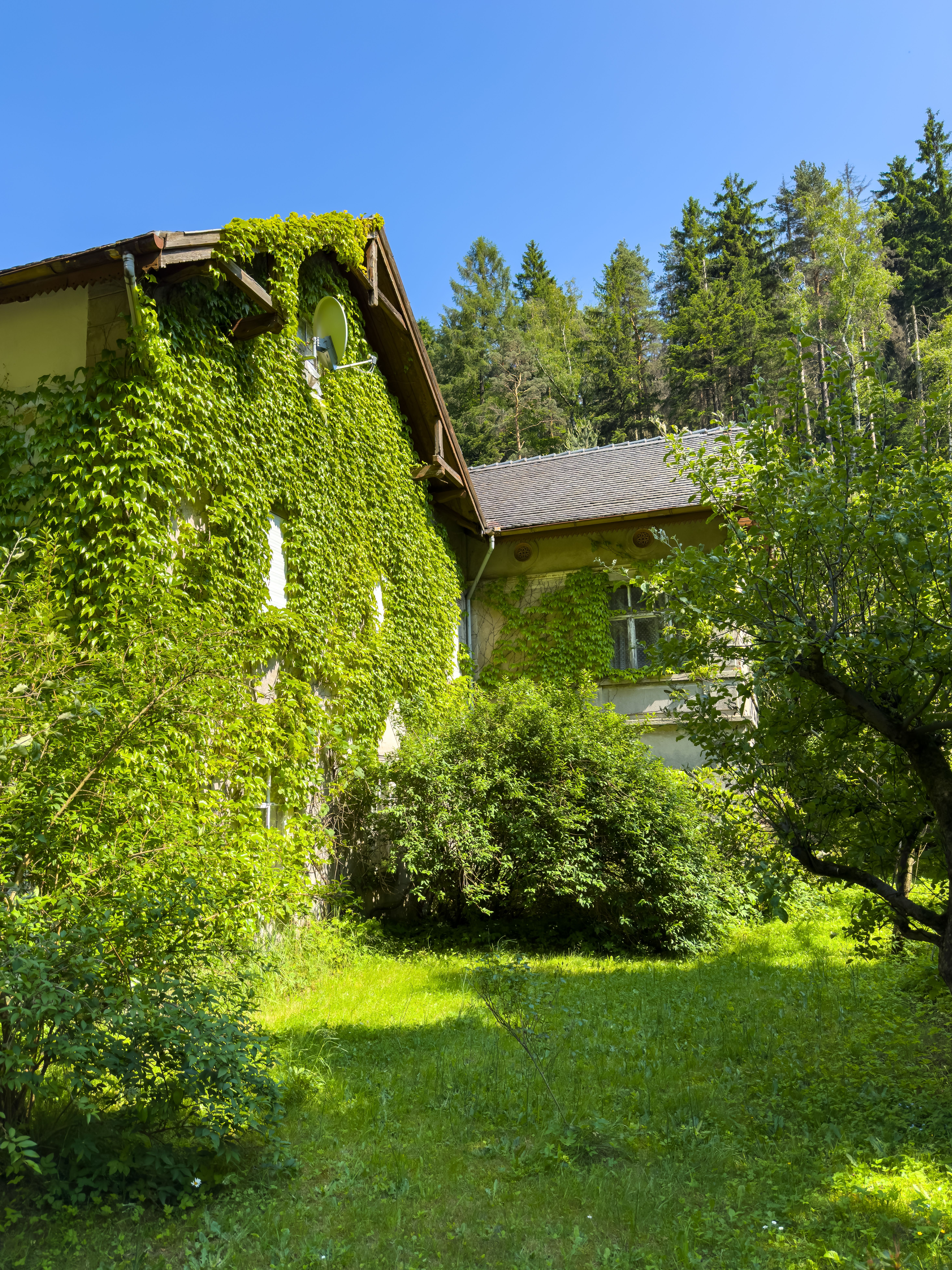 A picturesque ivy-covered house surrounded by lush greenery and trees in Olbersdorf, Germany.