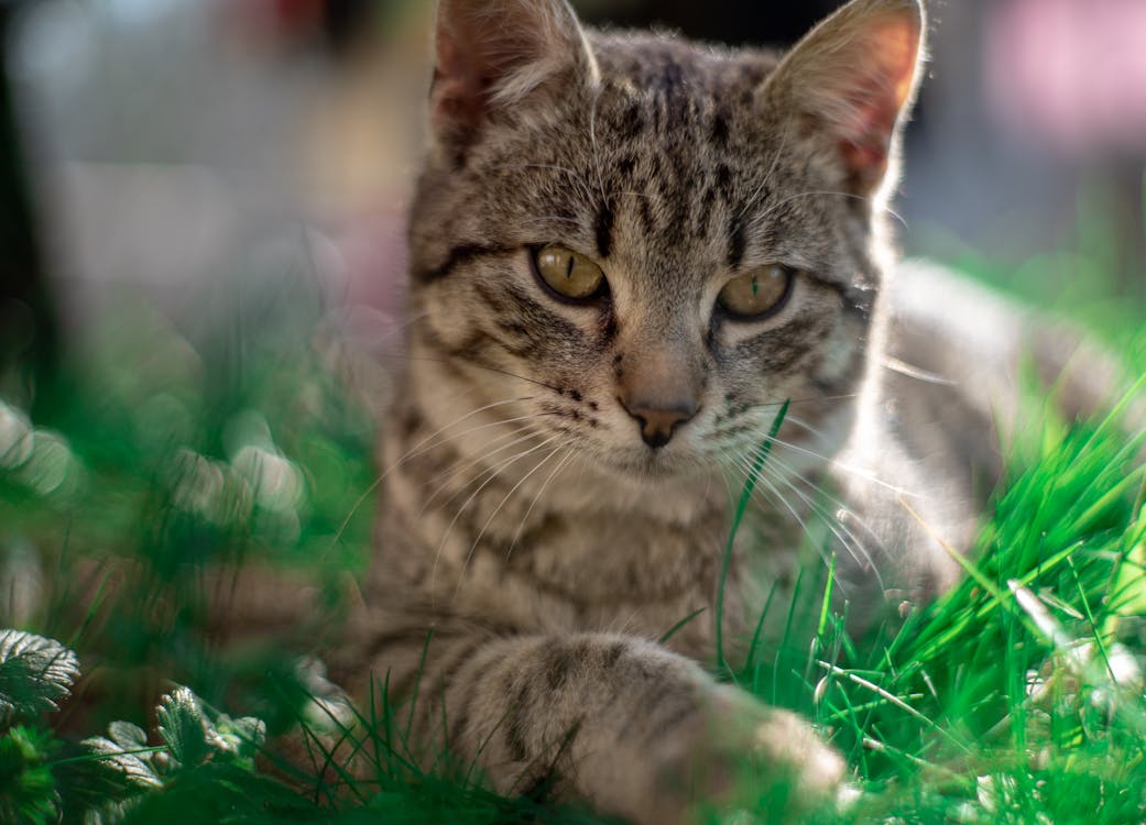 Brown Tabby Cat on Green Grass