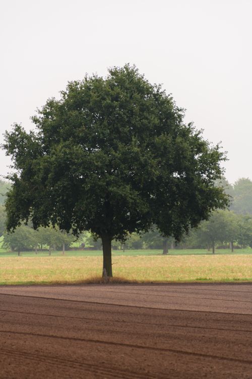 Free A lone tree stands on a rural field in Coesfeld, NRW, under a cloudy sky. Stock Photo