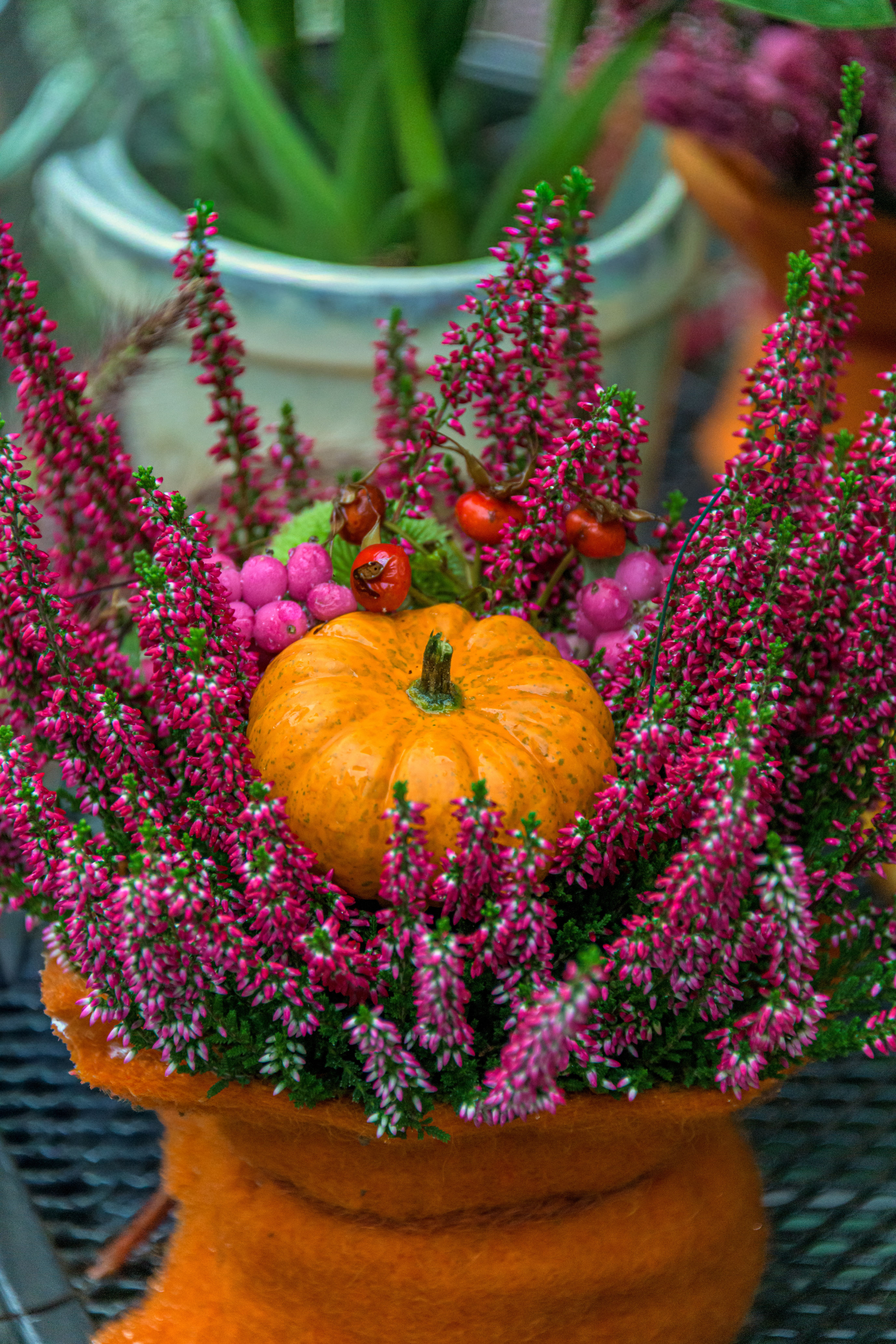 Vibrant pumpkin amidst pink heather and berries in Coesfeld. Perfect autumn decor inspiration.