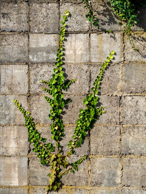 Free Vibrant green ivy grows on a textured concrete wall in Coesfeld, Germany. Stock Photo