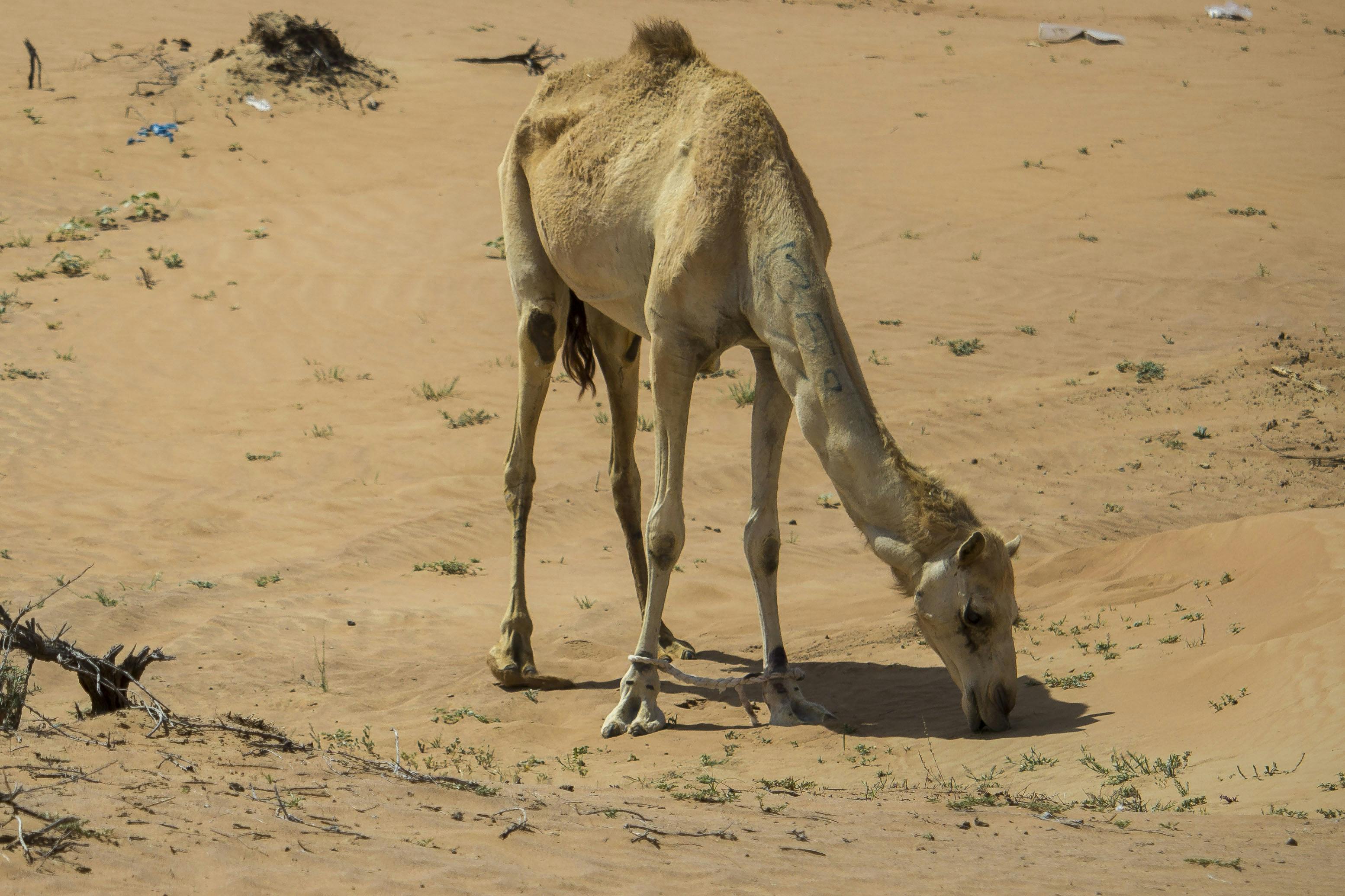 Free stock photo of Arabian camel, caldo, cammello