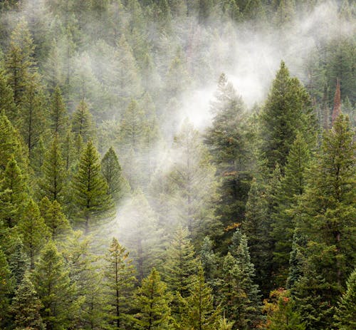 Free Green Pine Trees Covered With Fog Stock Photo