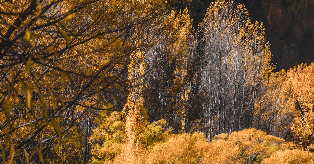 Free stock photo of autumn, autumn colours, bright colours