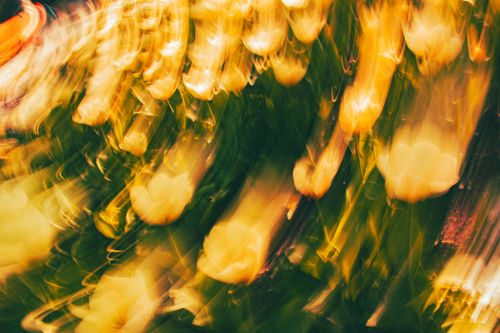 Free Abstract image of flowers with motion blur and warm lighting, creating a dreamy effect. Stock Photo