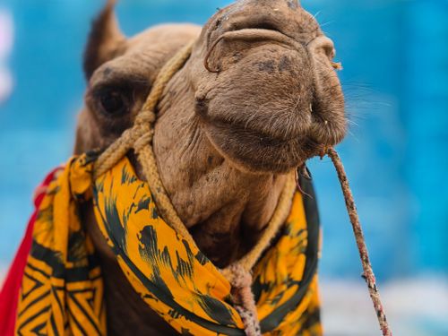 Free A camel adorned with a colorful scarf against a blue sky background. Stock Photo