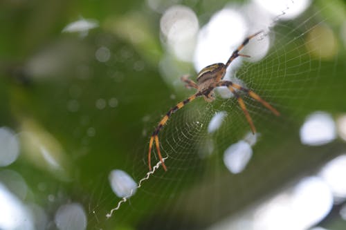 Web, 啟動, 大自然 的 免費圖庫相片