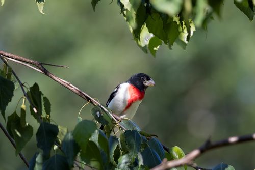 Free A rose-breasted grosbeak perched on a branch amidst lush green leaves outdoors. Stock Photo