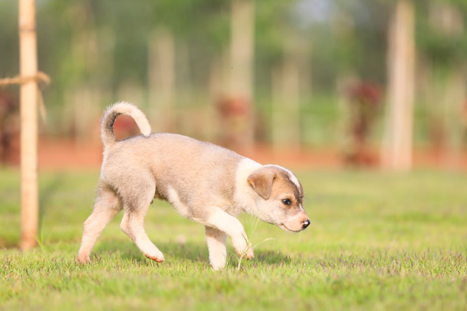 Fotomural Un adorable cachorro explora un campo verde bañado por el sol, personificando la alegría y la inocencia.