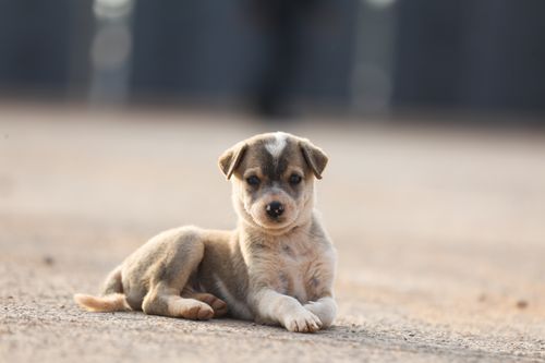 Free A cute puppy relaxing on a sunlit surface, showcasing youthful innocence and charm. Stock Photo