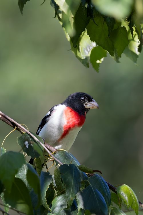 Free A vibrant rose-breasted grosbeak sits on a branch with lush green leaves in Southborough, Massachusetts. Stock Photo