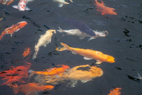 Free Colorful koi fish gracefully swimming in a serene pond, creating a vivid aquatic scene. Stock Photo