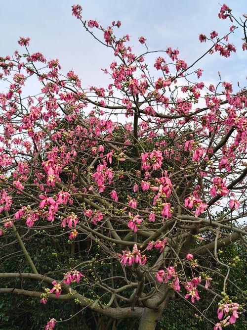 Free Vivid pink Ceiba tree blossoms create a stunning display against a clear sky in Lucknow, India. Stock Photo