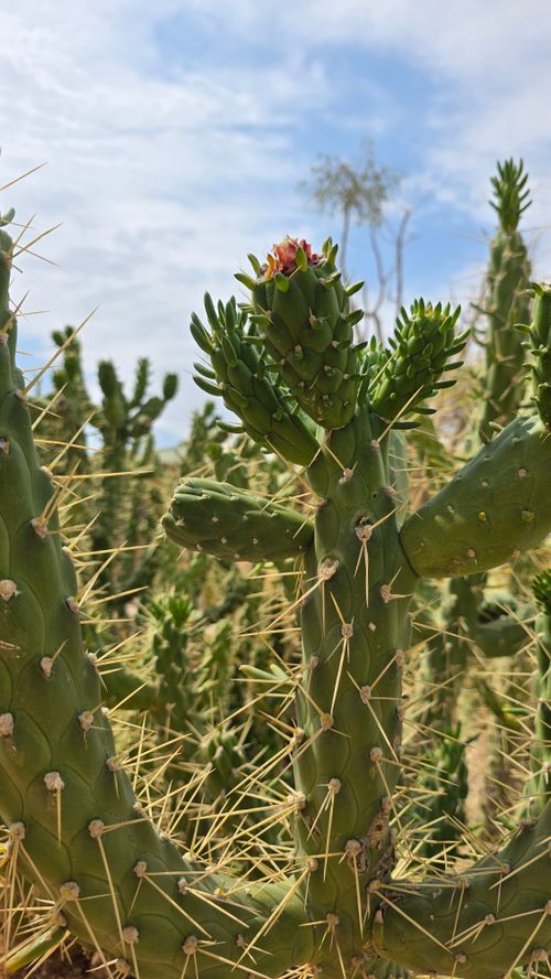 Free Detailed view of a spiny cactus with a bloom in a sunny desert setting. Stock Photo