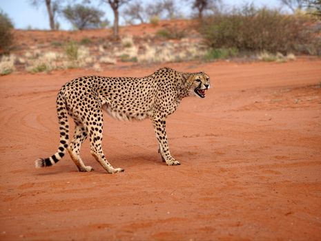 A cheetah on red soil in the African savanna, showing its distinct coat and habitat.