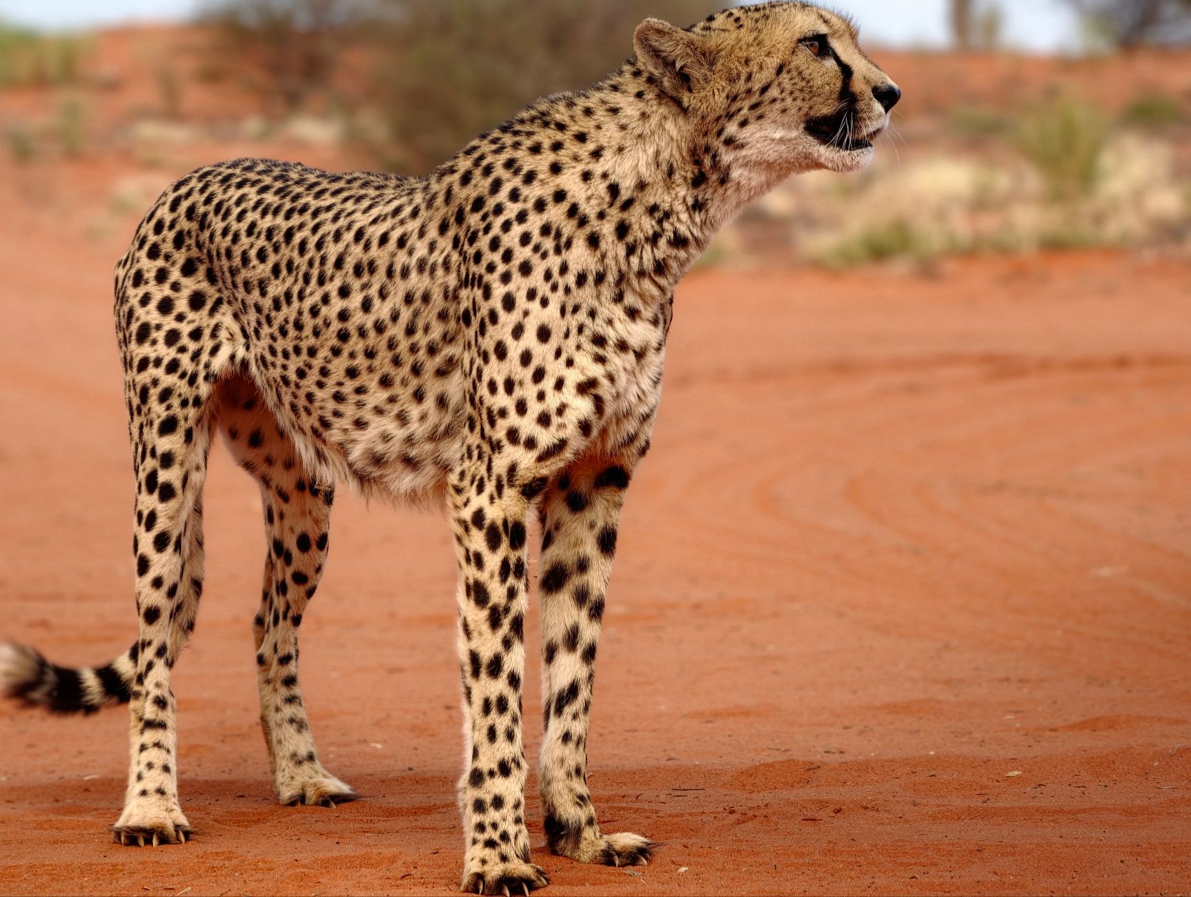 A cheetah stands gracefully in the red sands of the African savanna.