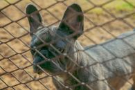 一只法国斗牛犬从金属栅栏后向外张望，给人一种被束缚的感觉