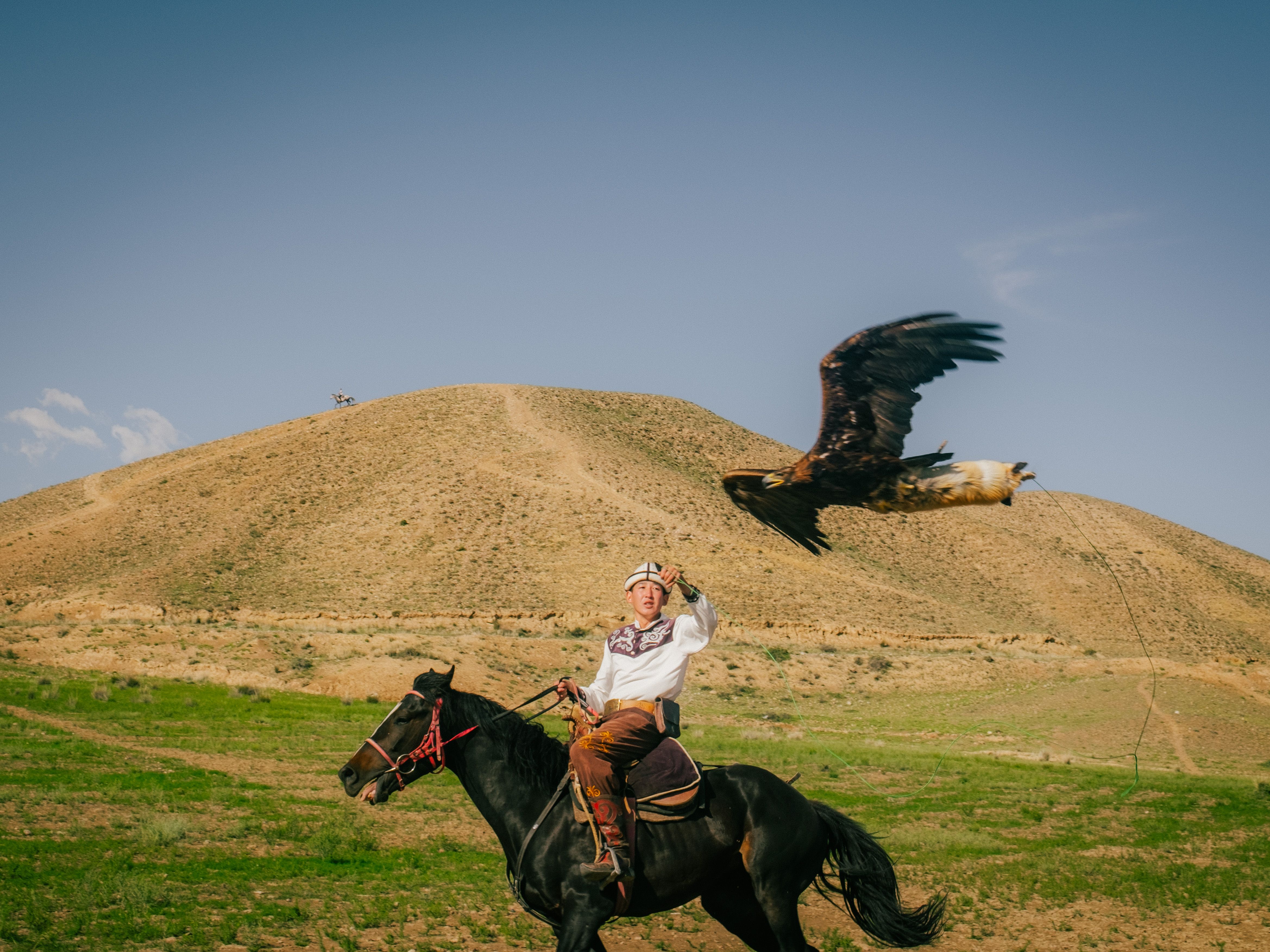 Free Kyrgyz eagle hunter on horseback releases eagle in the scenic mountains. Stock Photo