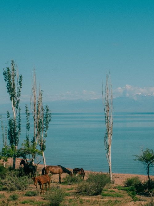 Free Scenic view of horses grazing on the shores of Issyk-Kul Lake, Kyrgyzstan. Stock Photo