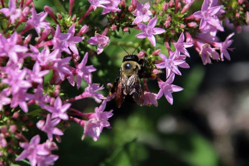 Free A close-up of a bee pollinating vibrant pink Pentas flowers in daylight. Stock Photo