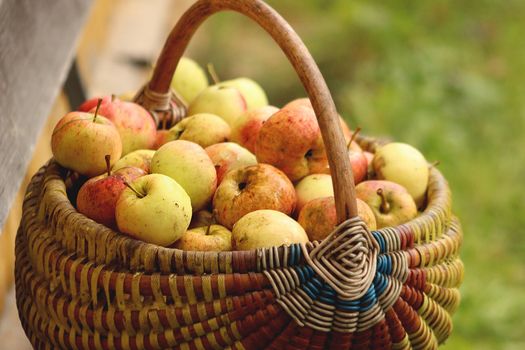 A rustic wicker basket filled with red and green apples outdoors.