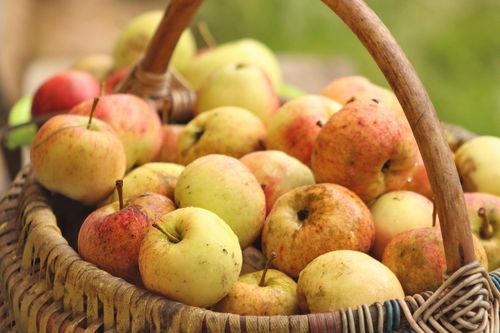 Free A wicker basket filled with freshly picked apples showcasing a rustic autumn harvest theme. Stock Photo