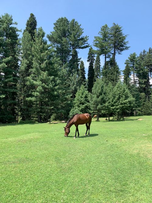 Free A solitary horse grazing peacefully in a lush green meadow surrounded by evergreen trees under a clear blue sky. Stock Photo