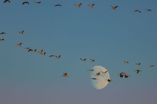 Free Flock of birds gracefully fly across the night sky with a beautiful pale moon in the backdrop. Stock Photo