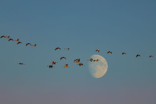 Free A flock of cranes flies across a clear sky with the moon in the background in Germany. Stock Photo