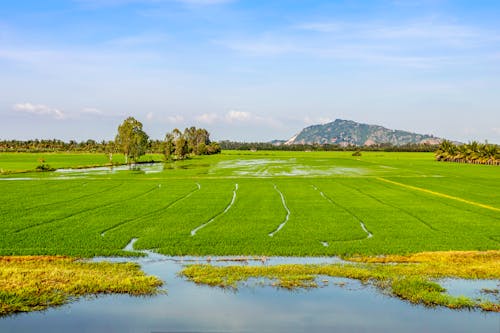 Green Grass Field Under Blue Sky