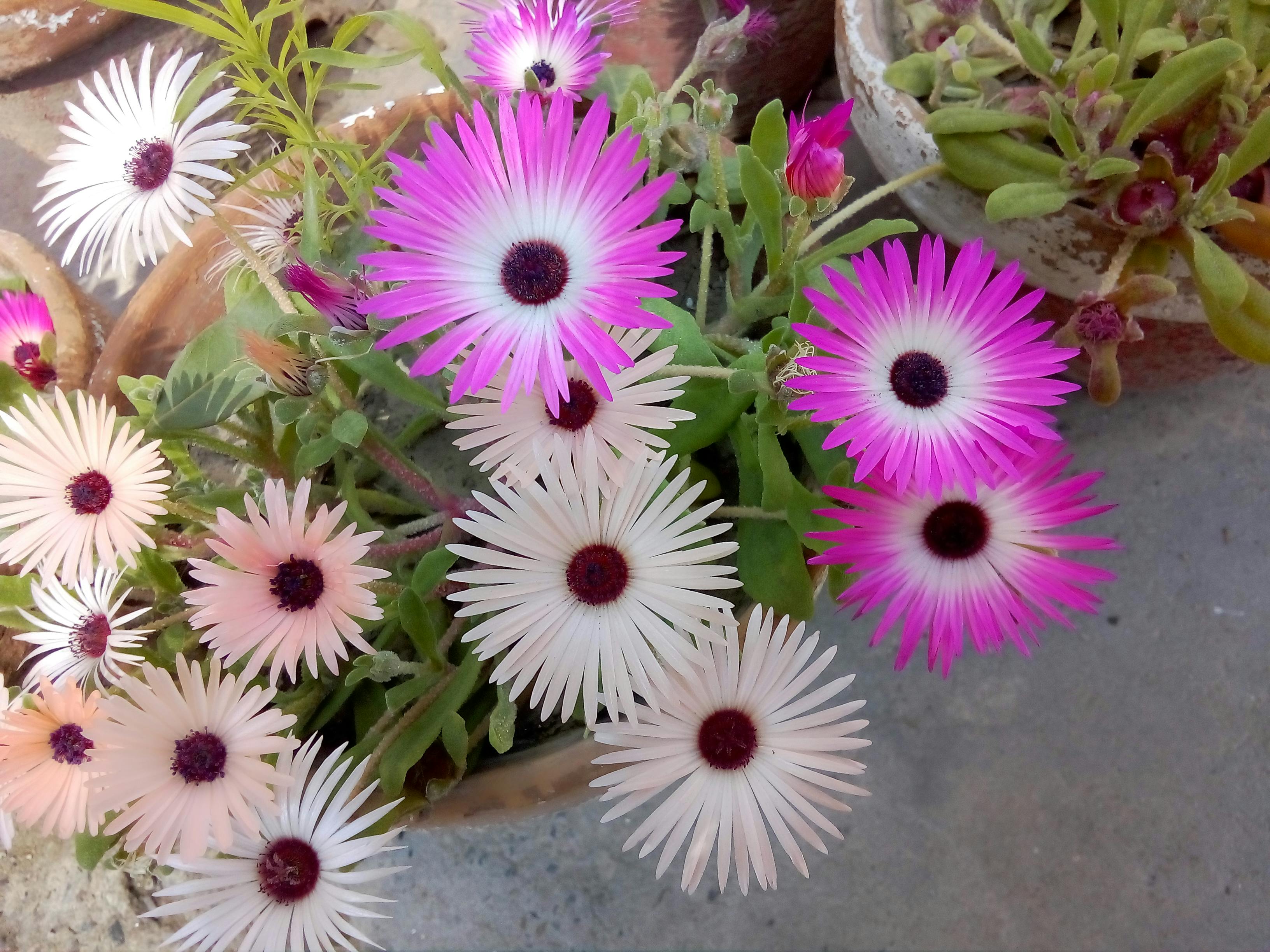 Refreshing Greek Lemonade