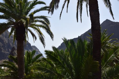 Free A scenic view of lush palm trees against a mountainous backdrop, showcasing natural beauty. Stock Photo