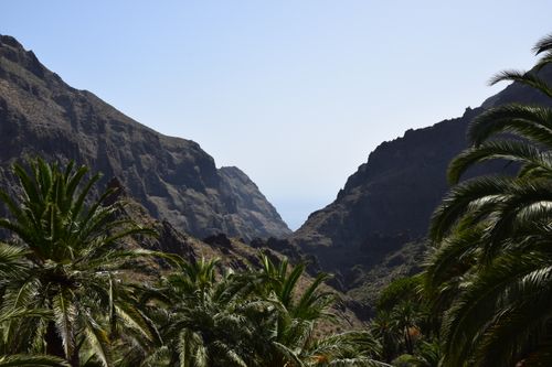 Free A breathtaking view of a mountain valley lined with lush palm trees under a clear sky. Stock Photo