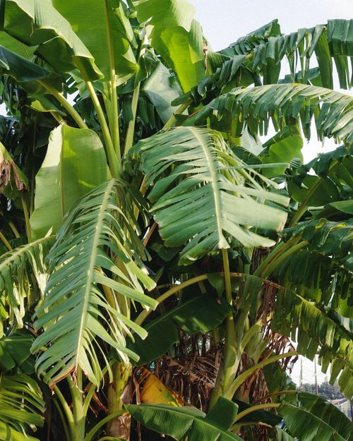 Free Close-up view of banana plant leaves bathed in sunlight in Houston, Texas. Stock Photo