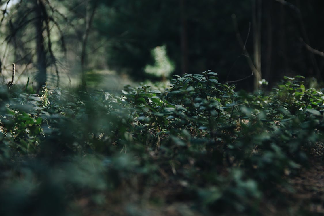 Základová fotografie zdarma na téma les, příroda, stromy