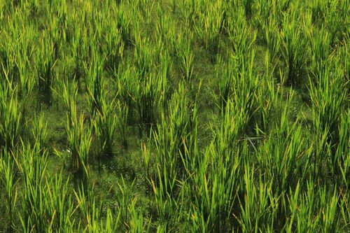 Free Vibrant green rice plants growing in a sunny open field, showcasing agricultural beauty. Stock Photo