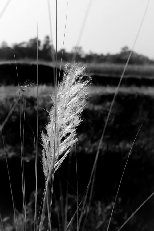 Free Artistic black and white photo of grass with blurred natural background. Stock Photo