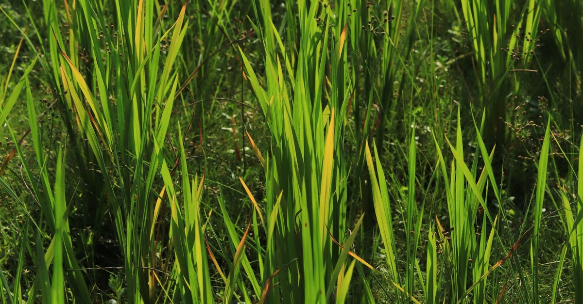 Paddy Rice Color Lush Green Rice Field in Sunlight · Free Stock Photo